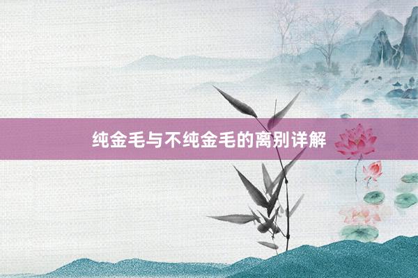 纯金毛与不纯金毛的离别详解