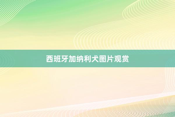 西班牙加纳利犬图片观赏